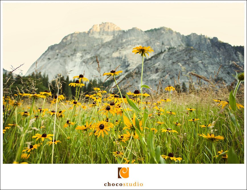 Yosemite flowers